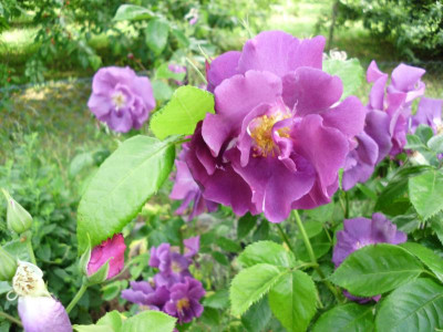 Rosen & CoI 002.JPG