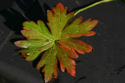 Geranium-Sep-3.jpg