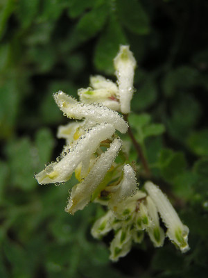corydalis_ochroleuca_nass.jpg