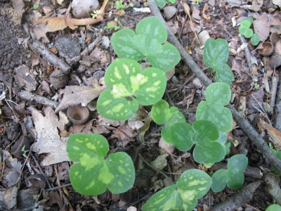 Hepatica gefleckt 9.6.15 ue.JPG