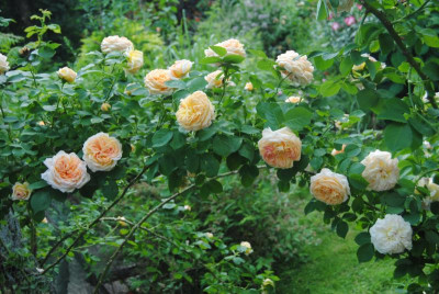 rosen 1. juni 046.jpg
