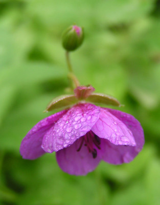 g_soboliferum_sept.jpg