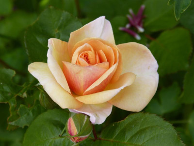 2015-06-10 Rosen FDxPat03.jpg