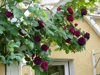 2015-06-10 Rosen 'Souvenir du Dr. Jamain' 1.jpg