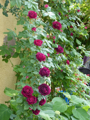 2015-06-10 Rosen 'Souvenir du Dr. Jamain' 2.jpg