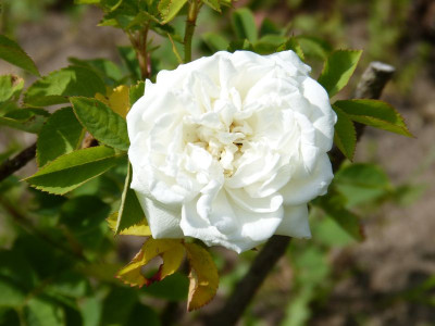 2015-06-10 Rosen 'Karl Foerster'.jpg