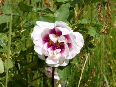 2015-06-10 Rosen 'Eyes for You'.jpg