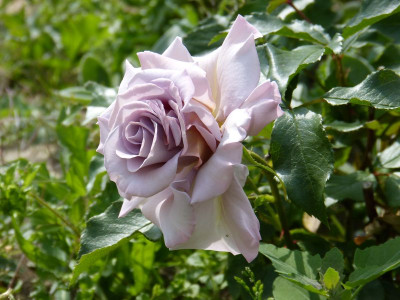 2015-06-10 Rosen 'Stephen Rulo' 1.jpg