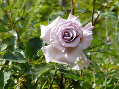 2015-06-10 Rosen 'Stephen Rulo' 2.jpg