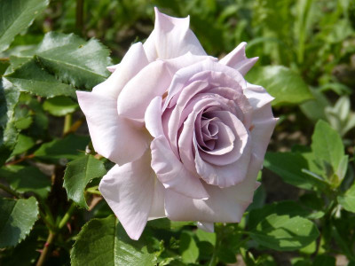 2015-06-10 Rosen 'Stephen Rulo' 3.jpg
