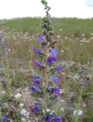 06190009_eEchium_vulgare_blau.JPG