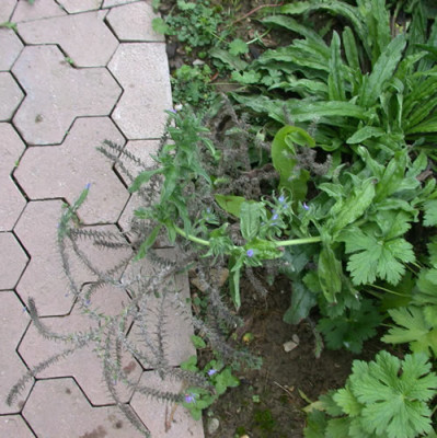 Gemeiner_Natterkopf_HG_9051_78.jpg