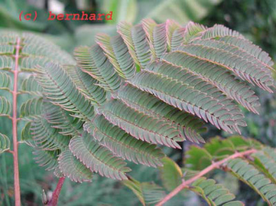 albizziablatt1.jpg
