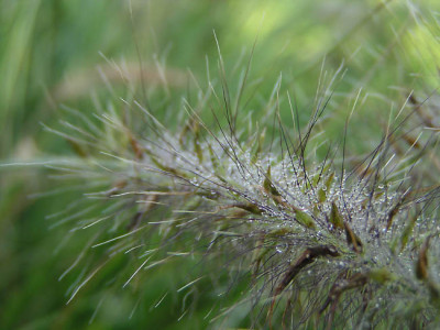 gras1-pur.jpg