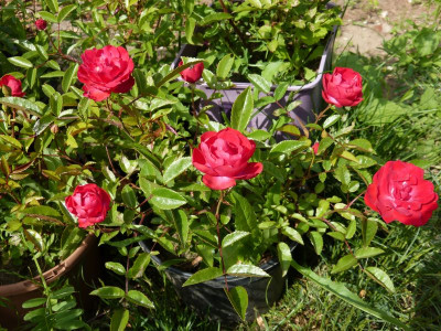 2015-06-10 Rosen 3.jpg