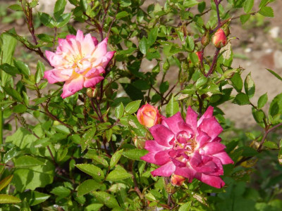2015-06-10 Rosen 1.jpg