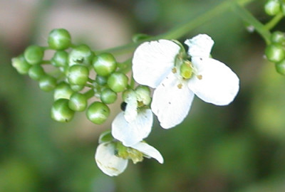 S_2423_94.jpg