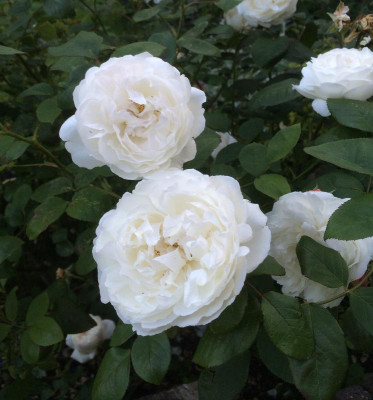 10062015 garten 8.png