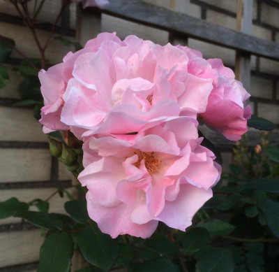 10062015 garten 2.png