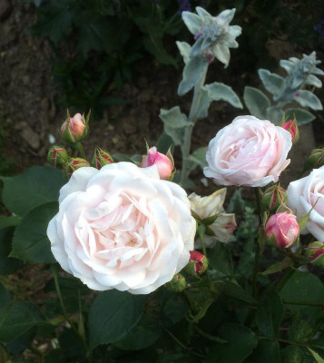 10062015 garten 5.png