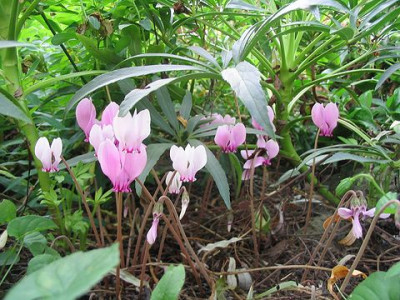Cyclamen_und_Helleborus.jpg