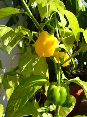 trinidad.frucht.jpg