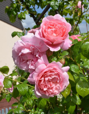 Rose-ShropshireLad.15-3.jpg