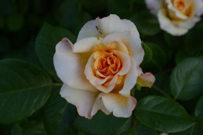 Rosenah.101.jpg