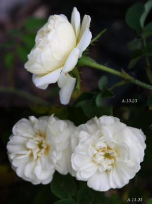 A-13-23_zus.jpg