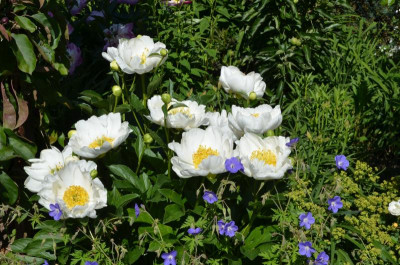 Paeonia-Jan_van_Leuven.15-2.jpg