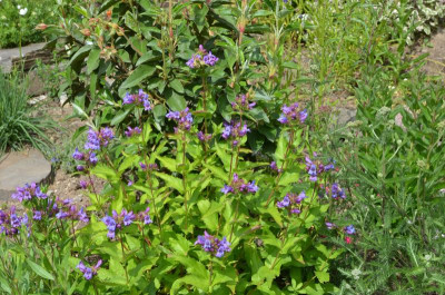 Penstemon_fruticosus.15-1.jpg