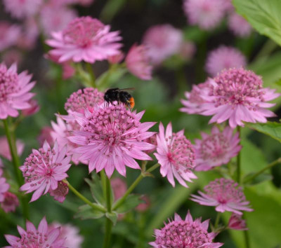 Astrantia-Roma.15-1.jpg