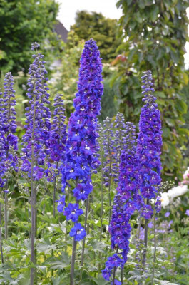 Delphinium.15-3.jpg