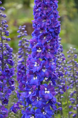 Delphinium.15-2.jpg