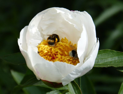 2015-06-10 Paeonia.jpg