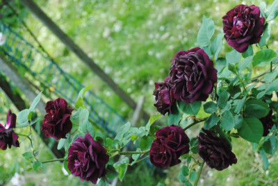 rosen 1. juni 007.jpg