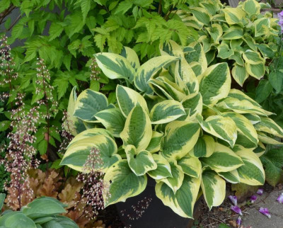 Hosta-WideBrim.15-1.jpg
