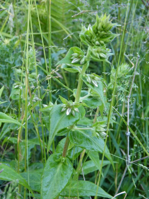 2015-06-10 Phlox 'Schneelawine'.jpg