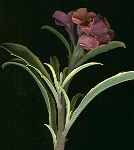 erysimum_variegatum.jpg