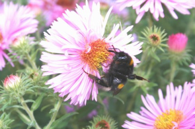 Abwehrhaltung_Hummel.jpg