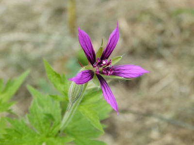 2015-06-10 Geranium oxonianum (x) 'Catherine Deneuve'.jpg
