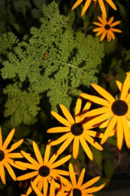 Tanacetum_und_Rudbeckie.jpg