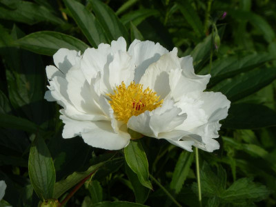 2013-06-19 Paeonie.jpg
