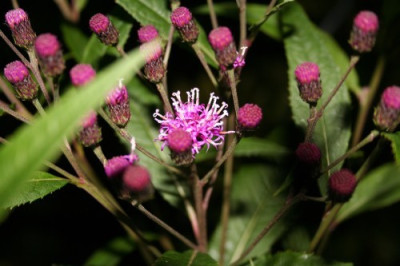 Vernonia_crinata_im_Dunkeln.jpg