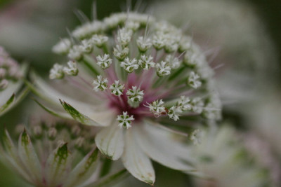 Astrantia-Sep-1.jpg