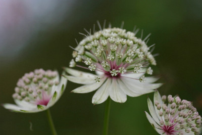 Astrantia-Sep-2.jpg