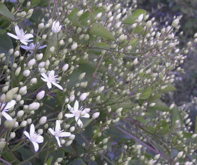 Clematis_maximowiczianaRimg0232.JPG
