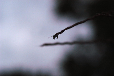 herbsttropfen_N14821.jpg