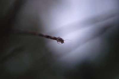 herbsttropfen_N14826.jpg