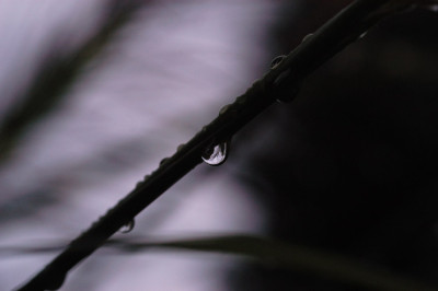 herbsttropfen_N14836.jpg